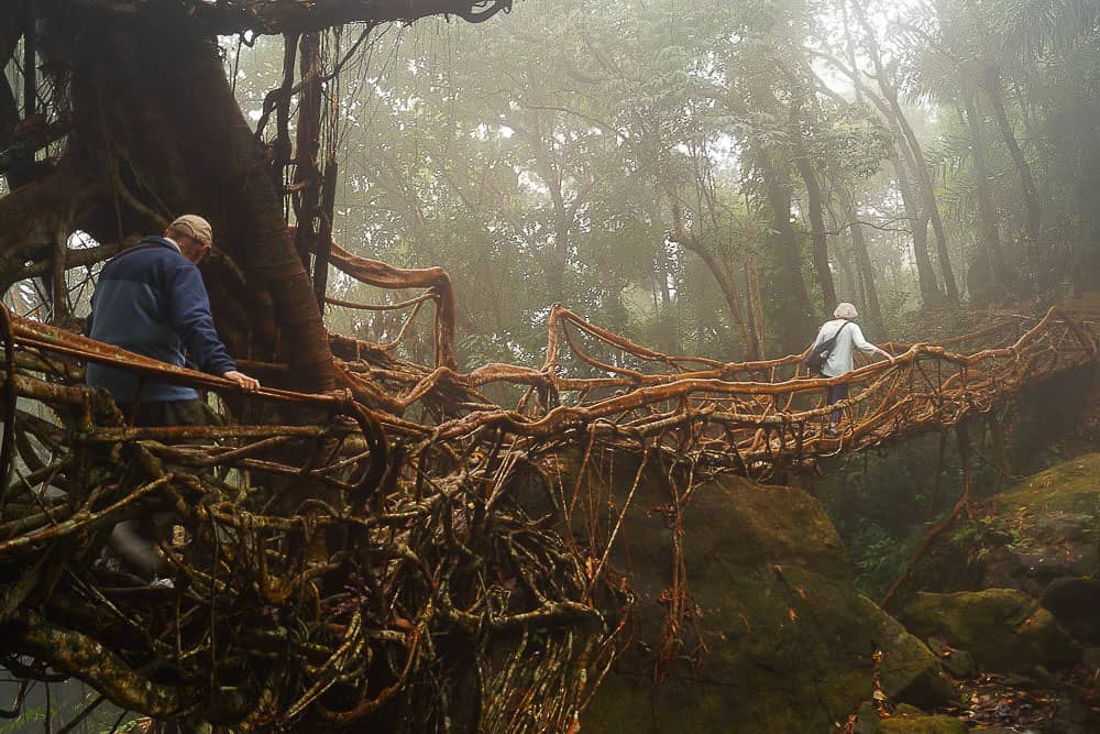 Living root bridge in Meghalaya, Northeast India