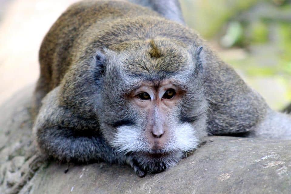 Visiting Monkey Forest in Ubud is one of the best things to do in Bali
