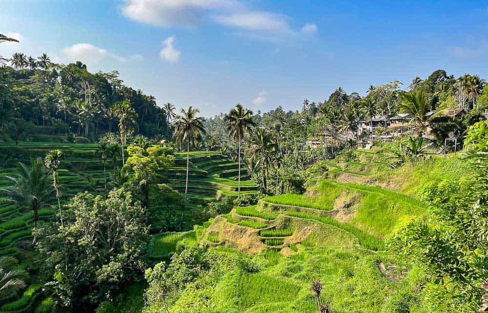 Tegallalang Rice Terraces, Ubud, Bali