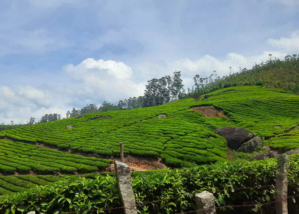 Tea Plantation Munnar, Kerala