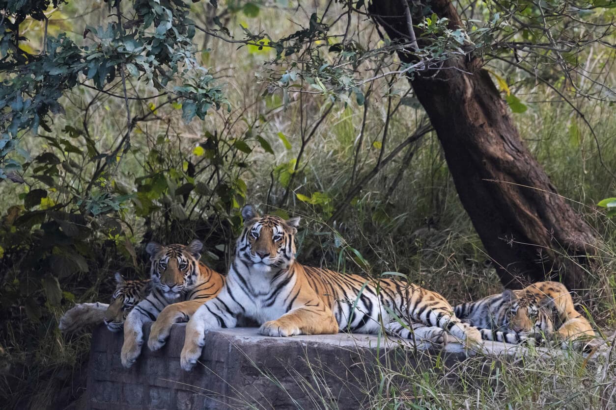 Tigers in Ranthambore national park, Rajasthan