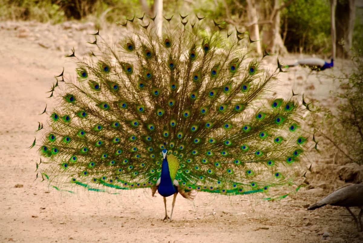 Peacock in Rajasthan