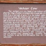 CGH Earth Coconut Lagoon the best Kerala Hotels and resorts